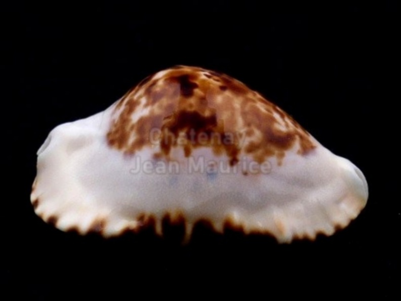Ketyana Bataviensis 49.5mm b.jpg