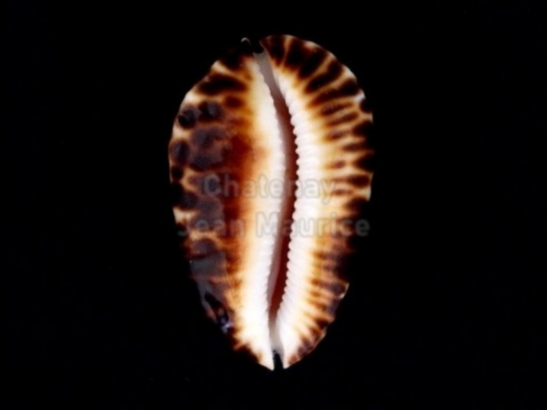 Ketyana Bataviensis 49.5mm c.jpg