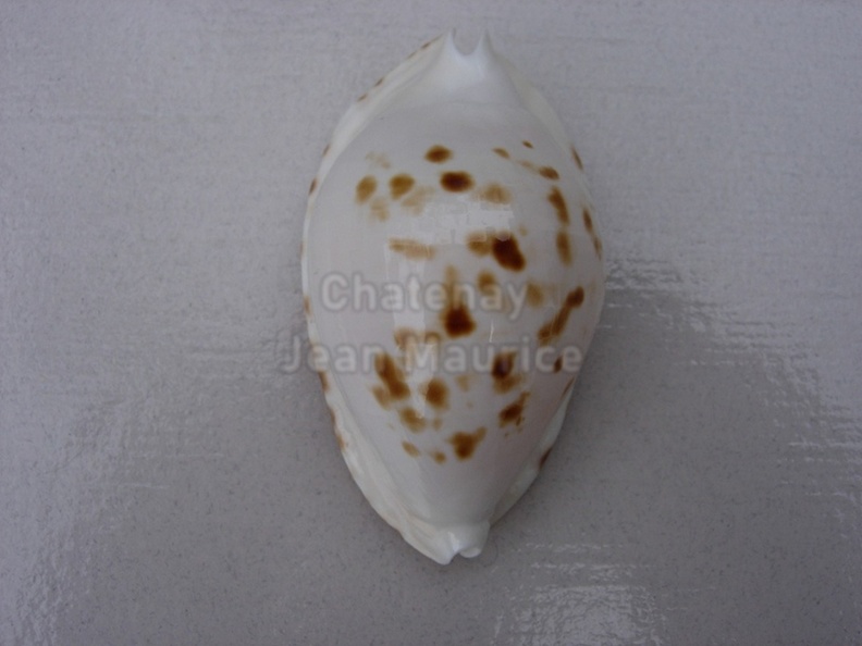 Ketyana Bataviensis 57.5mm Gem crisp white a.jpg