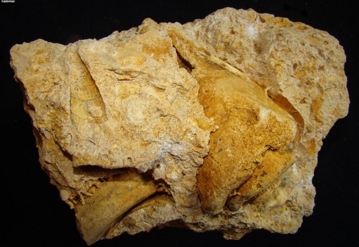 Fossile 19