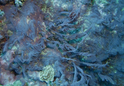 藻類 12