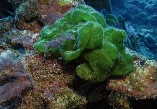 藻類 13