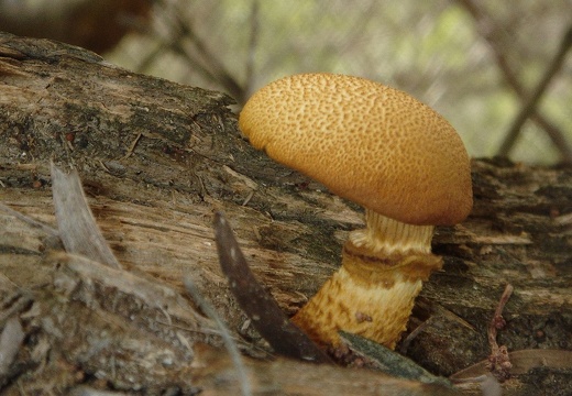 蘑菇 03