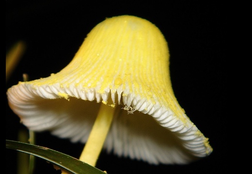 蘑菇 10