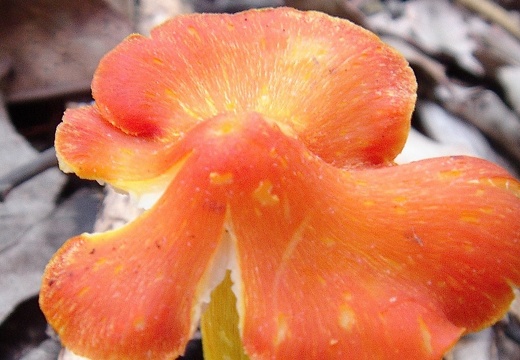 蘑菇 12