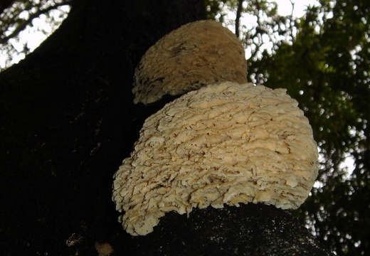 蘑菇 14