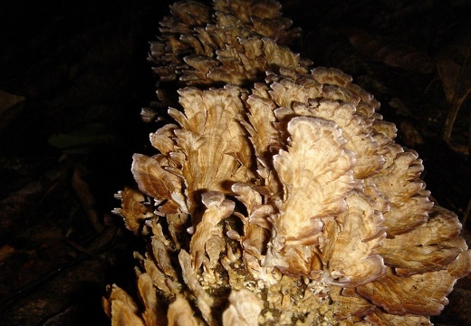 Mushrooms 18
