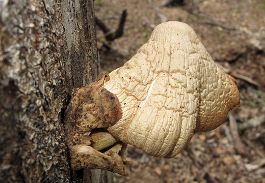 蘑菇 20