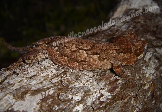 Gecko lizard 03