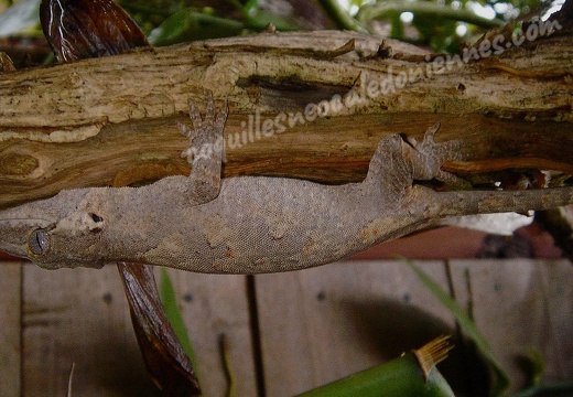 Lézard Gecko 09