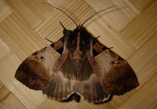 Papillon nocturne 13