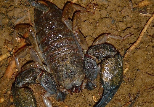 Scorpion 15