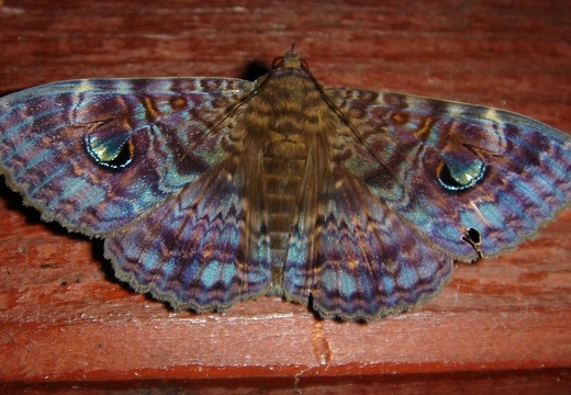 Papillon nocturne 24