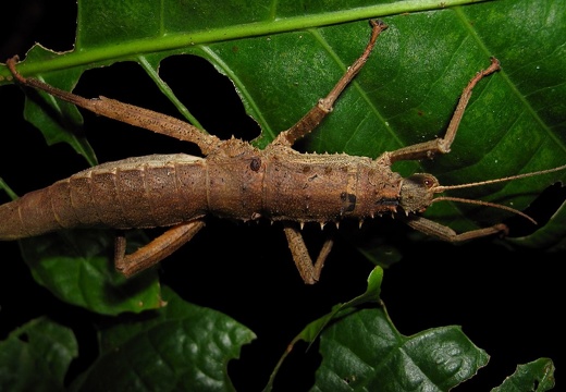 Stick insect 35