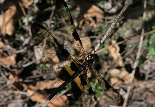 Dragonfly 38