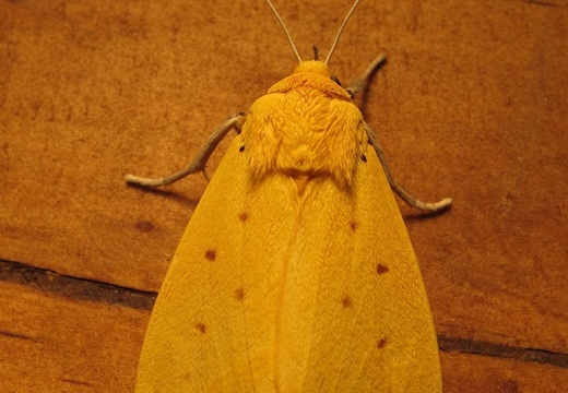 Moth 43