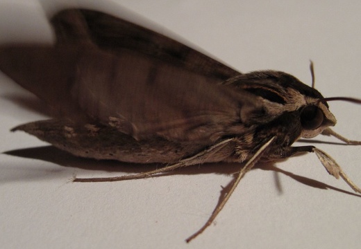 Papillon nocturne 44