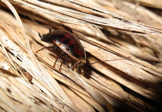 Cockroach 45
