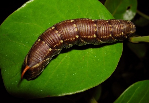 Caterpillar 46