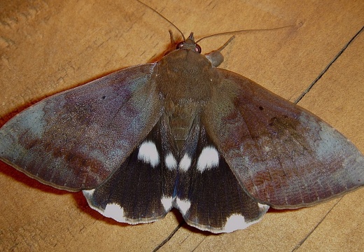 Papillon nocturne 61