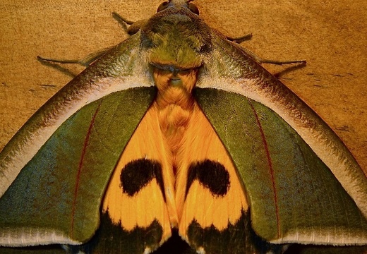 Papillon de jour 63