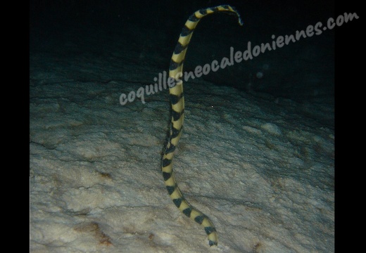 Serpent de mer 02