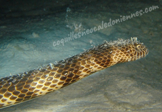 Serpent de mer 03
