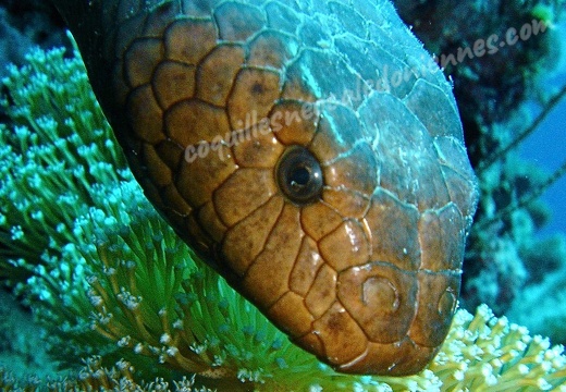  海蛇