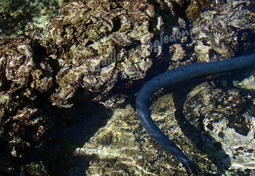  海蛇