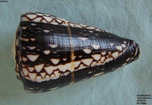 Marmoreus Crosseanus Lineata 