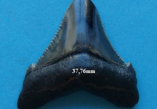 Dent de Mégalodon 3771