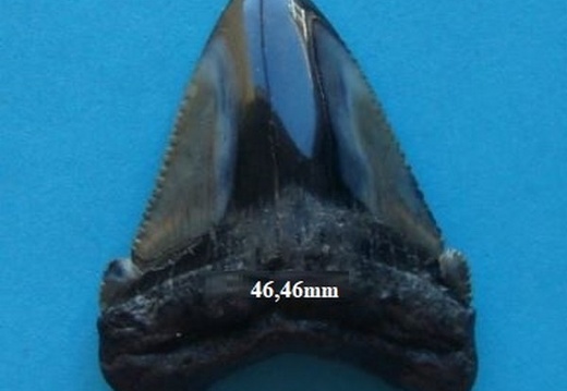 Dent de Mégalodon 4646
