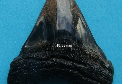 Dent de Mégalodon 5001