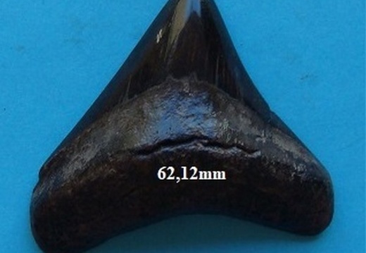 Dent de Mégalodon 6212