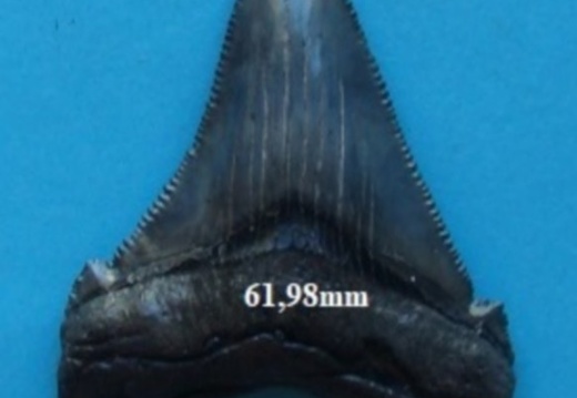 Dent de Mégalodon 6198