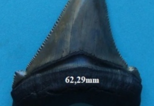 Dent de Mégalodon 6229