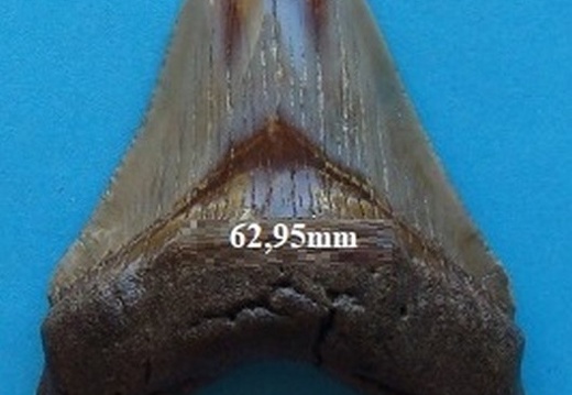 Dent de Mégalodon 6071