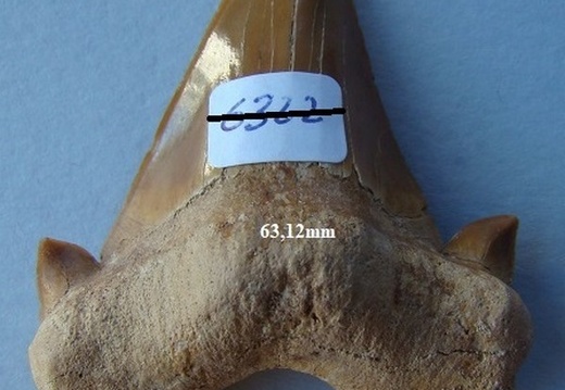 Dent de Mégalodon 6322