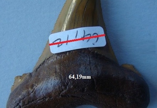 Dent de Mégalodon 6412