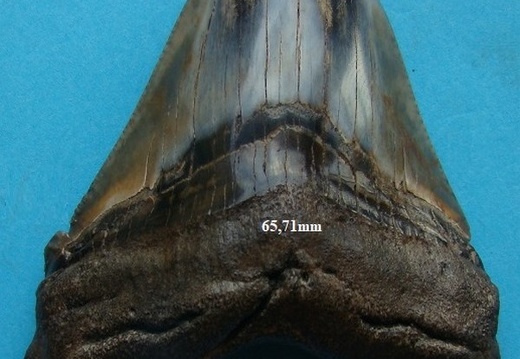 Dent de Mégalodon 6596