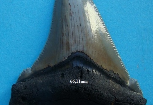 Dent de Mégalodon 6629