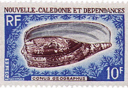Conus Geographus 1968