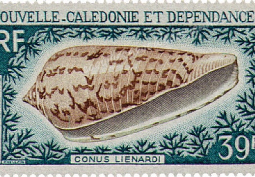 Conus Lienardi 1968