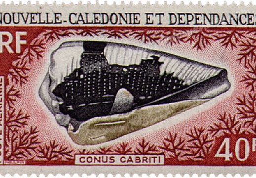 Conus Cabritii 1968