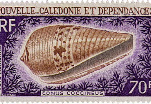 Conus Coccineus 1968