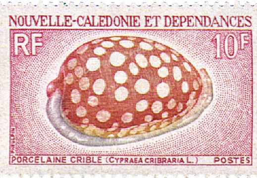 Cypraea Cribraria 1970