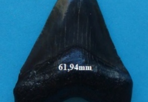 Megalodon tooth