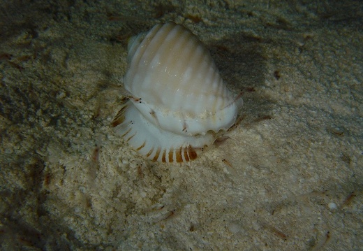 Coquille 03