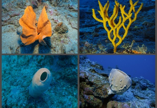 Sponges Diverses Alives (All) (Gallery)