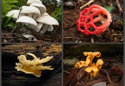 Mushrooms Diverses (All) (Gallery)